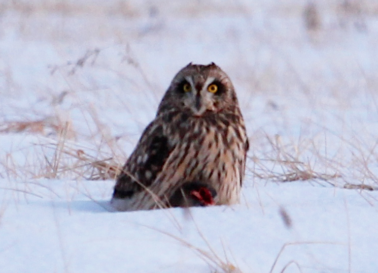 Short-eared Owl1