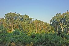 18-Aug-2008