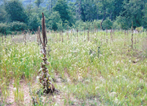 2001a