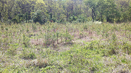 Pine saplings