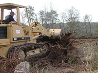 Stump Removal 2