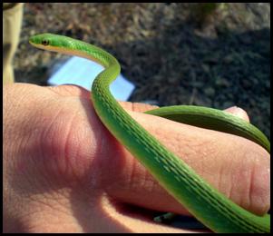 Smooth Green Snake