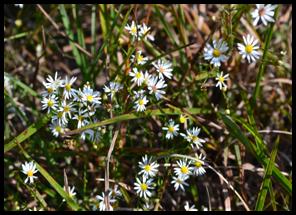 Serpentine Aster