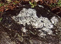Magnesite ore