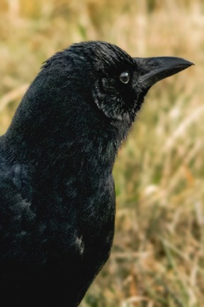 American Crow