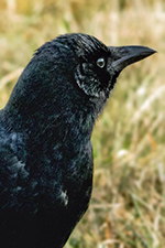 american crow