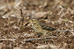 american pipit