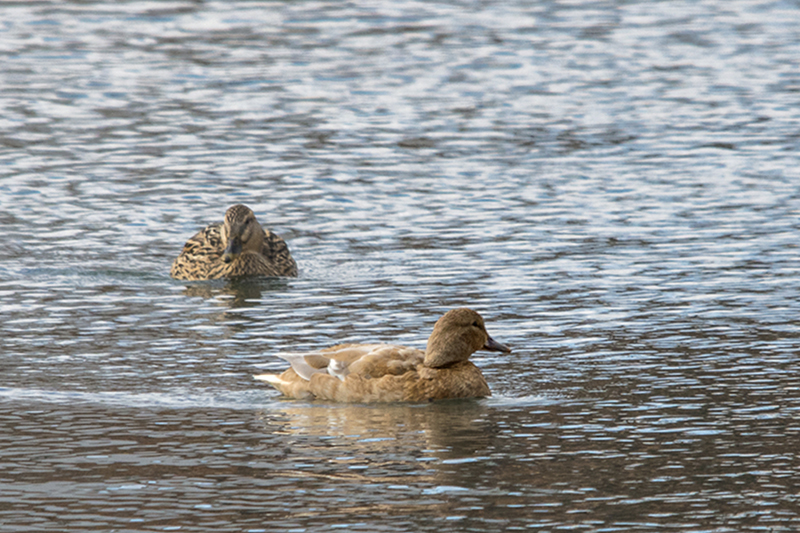 Wigeon 1