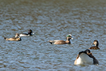 american wigeon