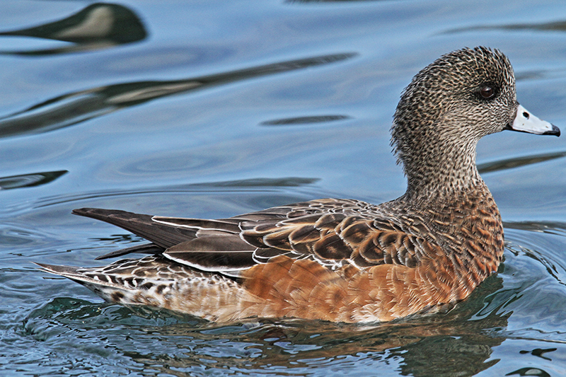 Wigeon female