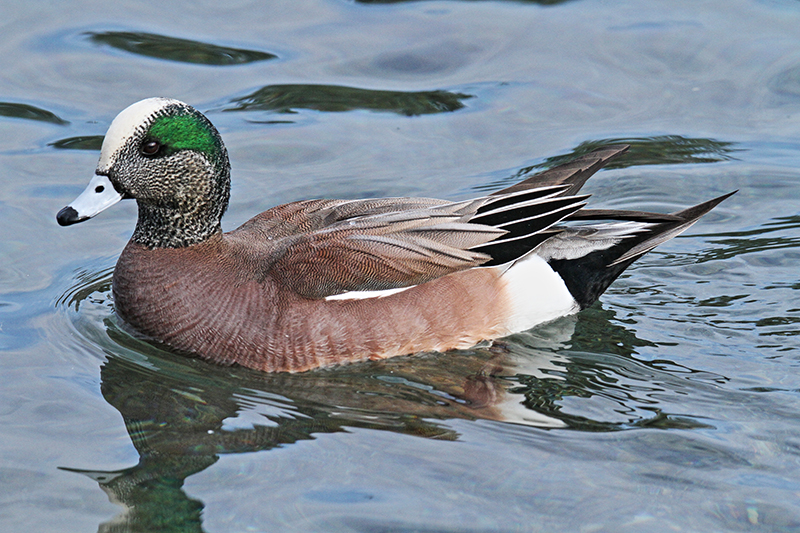 Wigeon Male