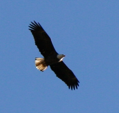 Bald Eagle