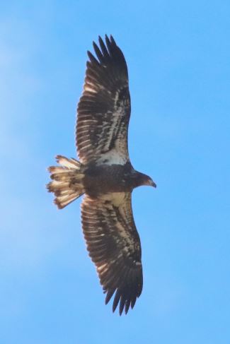 Bald Eagle 11 image not found