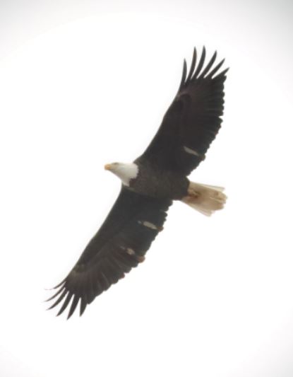 Bald Eagle12 image not found