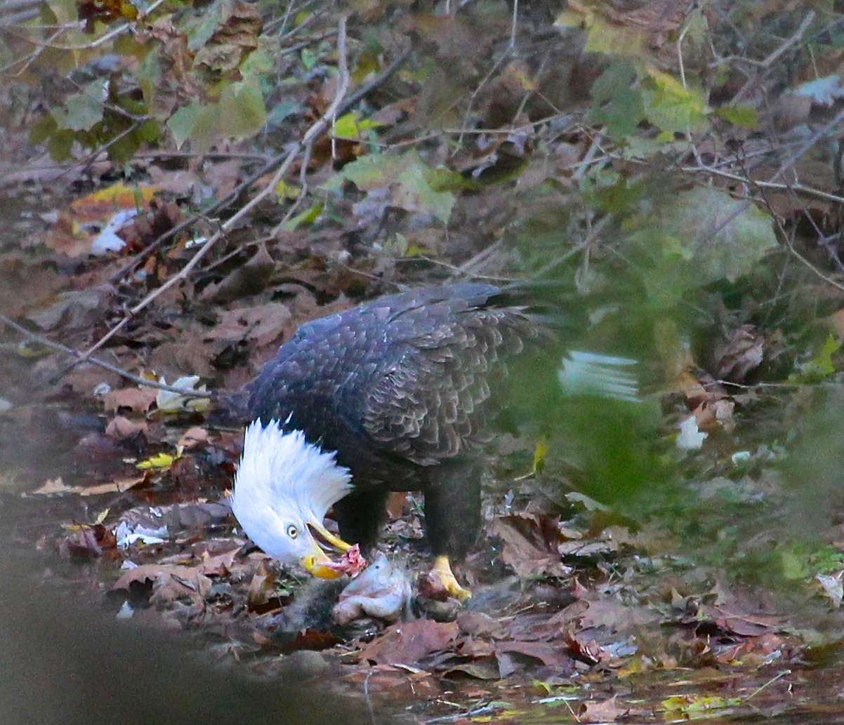 Bald Eagle