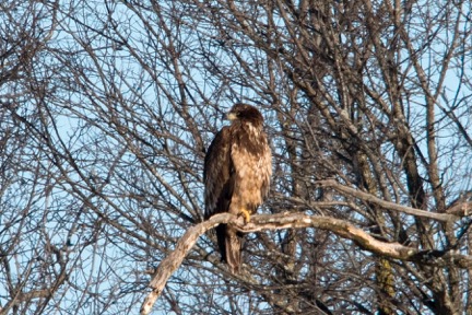 Bald Eagle