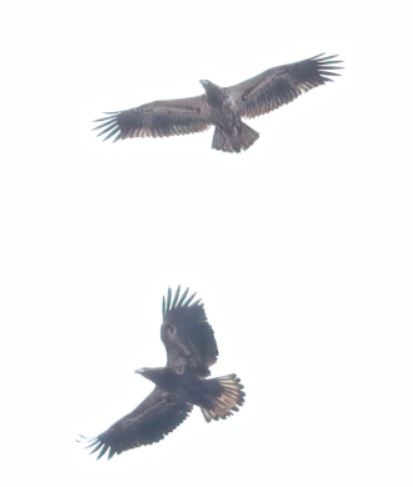 Bald Eagle juveniles image not found