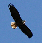 bald eagle