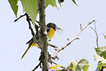 baltimore oriole