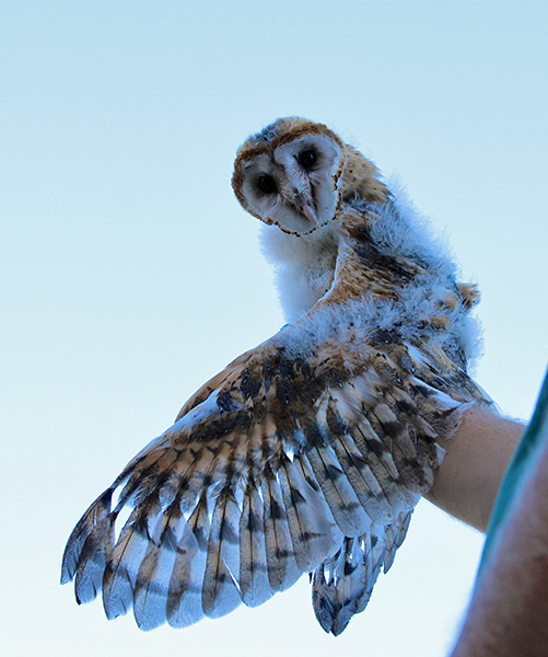 BarnOwl