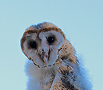 barn owl