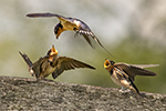 barn swallow