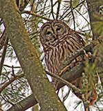 barred owl