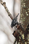 black-and-white warbler