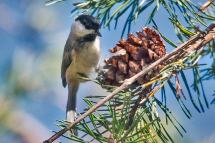 Black-capped Chickadee