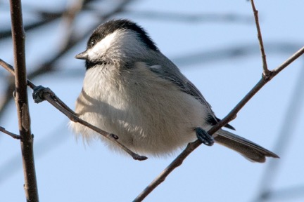 Carolina Chickadee