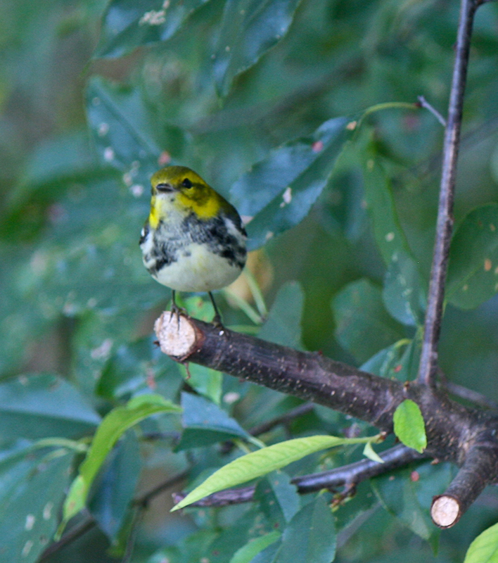 Black-throated Green Warbler