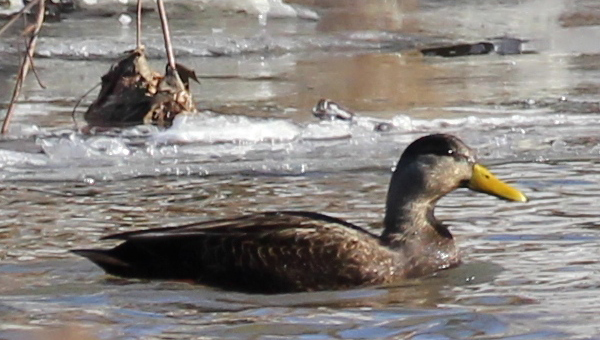 American Black Duck