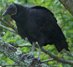 black vulture