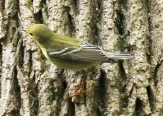 Blackpoll Warbler3 image not found