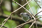 bleu-gray Gnatcatcher