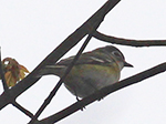 blue-headed vireo