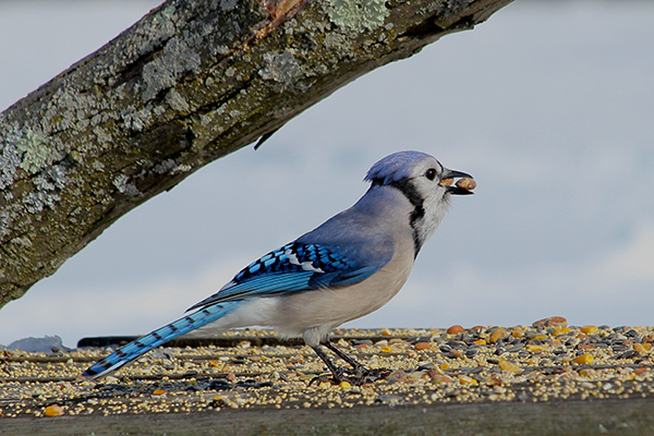 Blue Jay