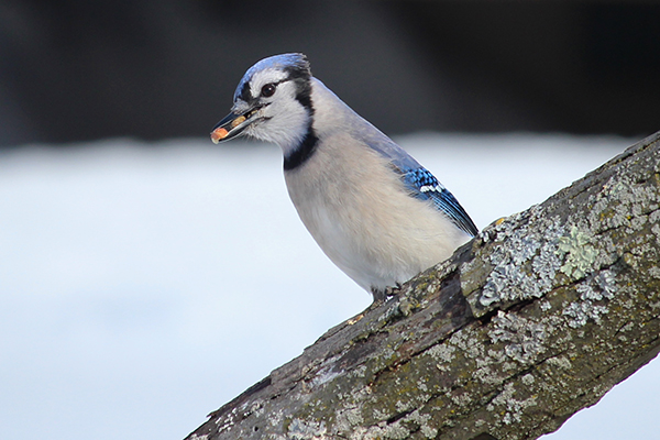 Blue Jay