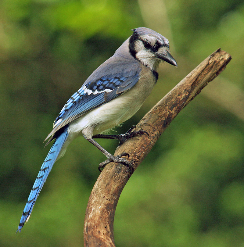 Blue Jay