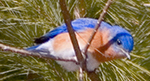 eastern bluebird