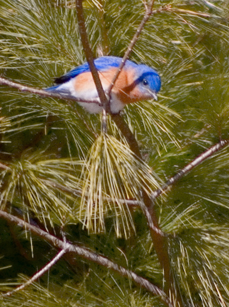 Eastern Bluebird