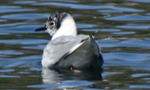 Bonaparte’s Gull