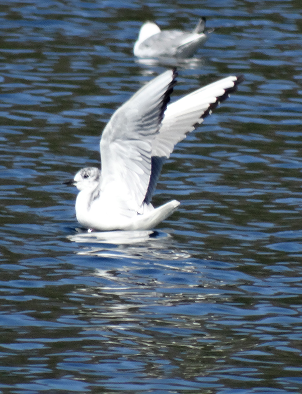 Bonaparte’s Gull