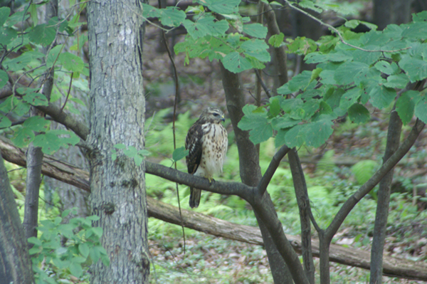 Broad-winged Hawk