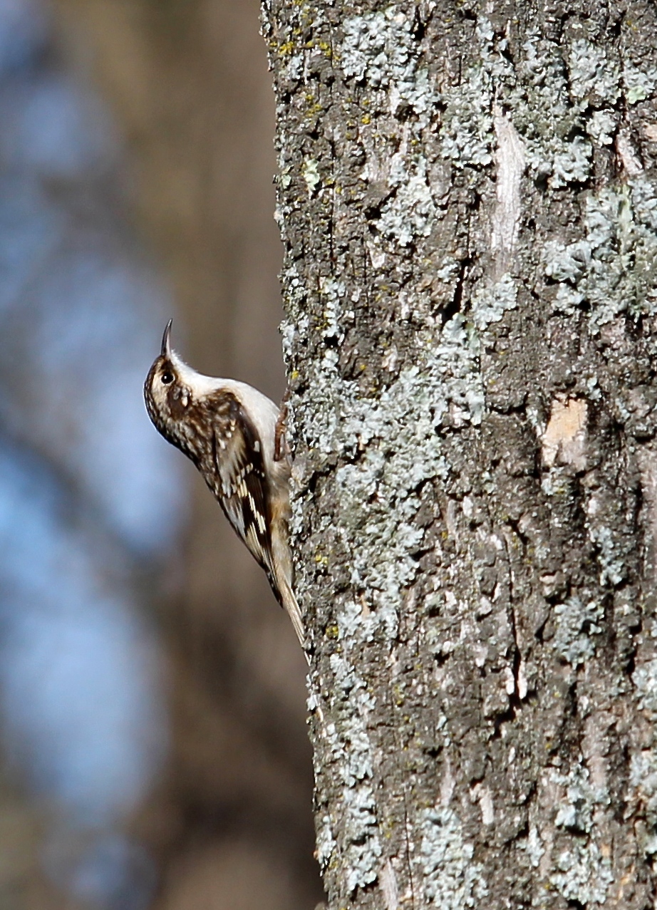 Brown Creeper