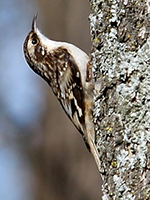 brown creeper