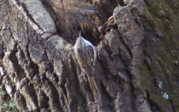 Brown Creeper