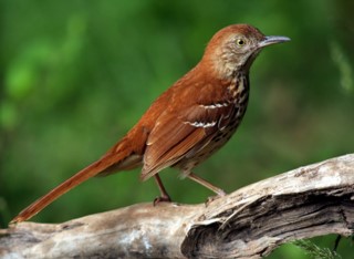 Brown Thrasher