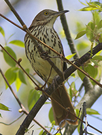 brown thrasher