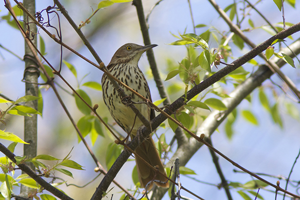 Brown Thrasher